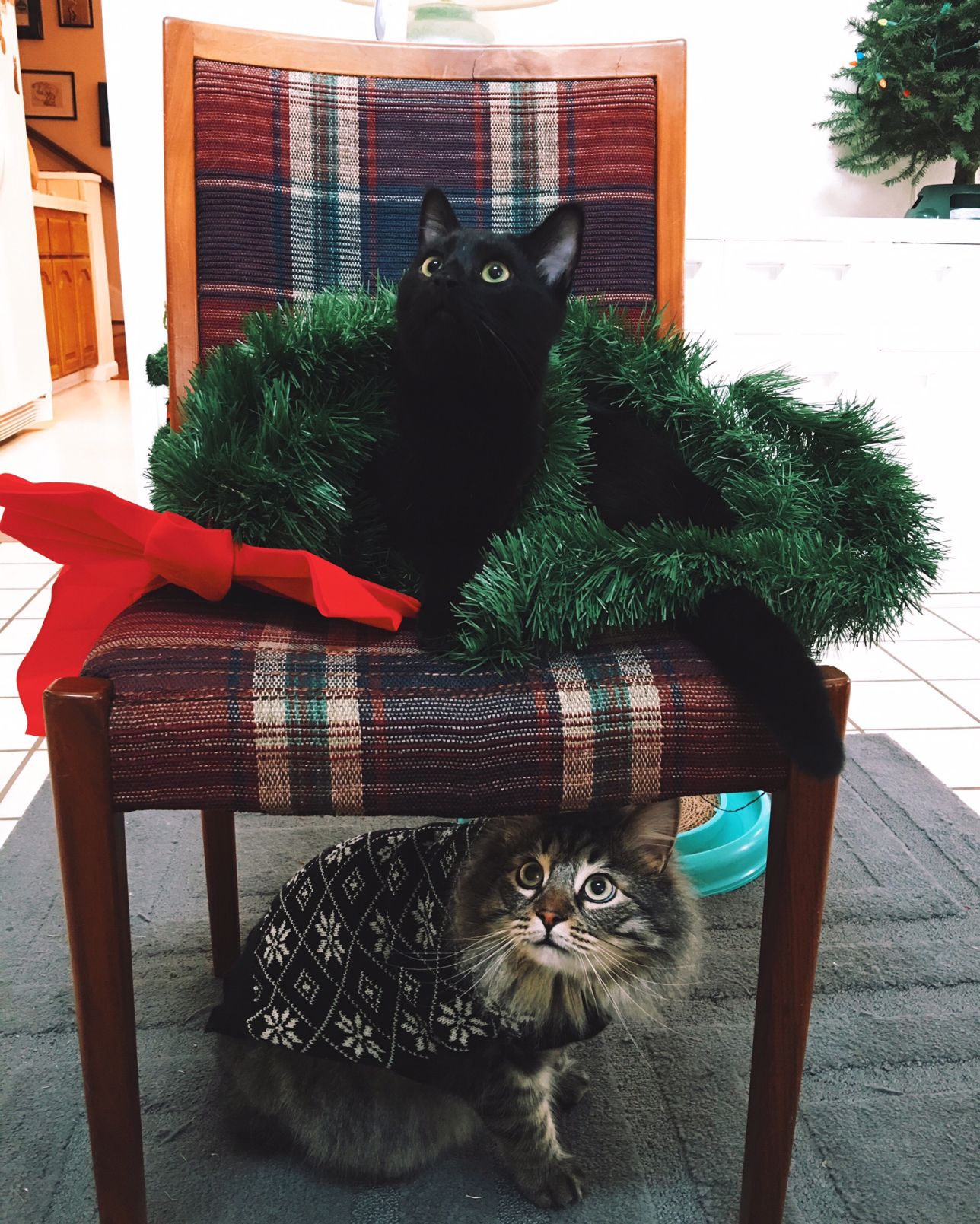 Christmas Cats